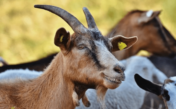 Kambing Akikah di Manguharjo Anyar – Madiun